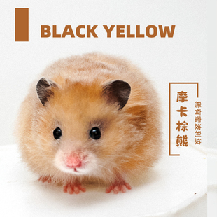 长毛金丝熊家养温顺黑黄色金丝鼠健康活物包活好养不臭小宠物仓鼠