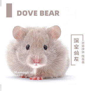 家养超温顺银鸽灰丁香金丝熊长毛西施仓鼠小宠物活物健康包活 免邮