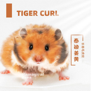 卷毛金丝熊家养温顺好养长毛原始虎纹金丝熊活物健康包活宠物仓鼠