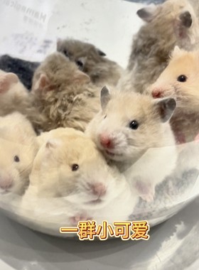 直播间专属捡漏金丝熊
