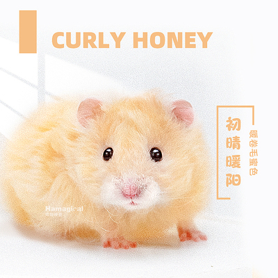 金黄绵羊卷毛蜜色金丝熊