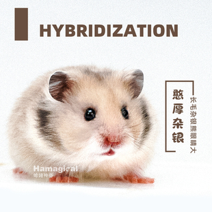 长毛金丝熊家养奶茶色杂银金丝鼠温顺小宠物巨型布丁活物宠物仓鼠