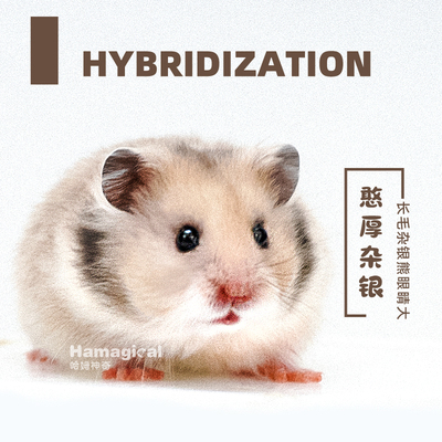 奶茶色长毛杂银金丝熊
