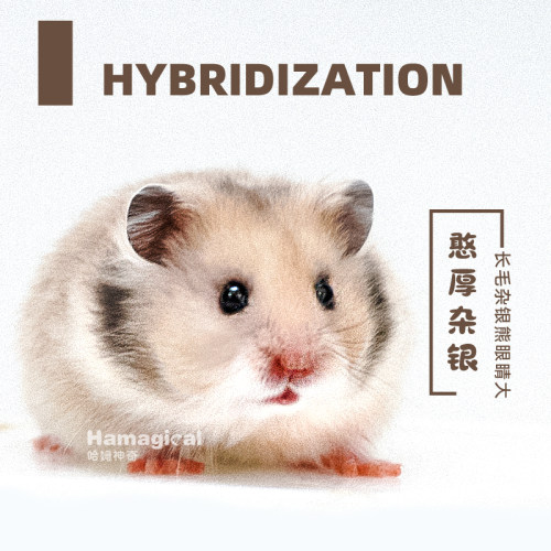 奶茶色长毛杂银金丝熊