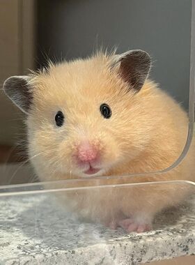 哈姆神奇成年金丝熊仓鼠活物鼠类小宠物 稀有巨型卷毛波利金丝鼠