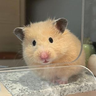 哈姆神奇成年金丝熊仓鼠活物鼠类小宠物 稀有巨型卷毛波利金丝鼠