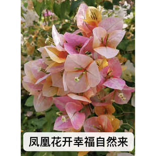 【凤凰】三角梅袋苗新品种对版稀有花色阳台庭院基地直发包对版