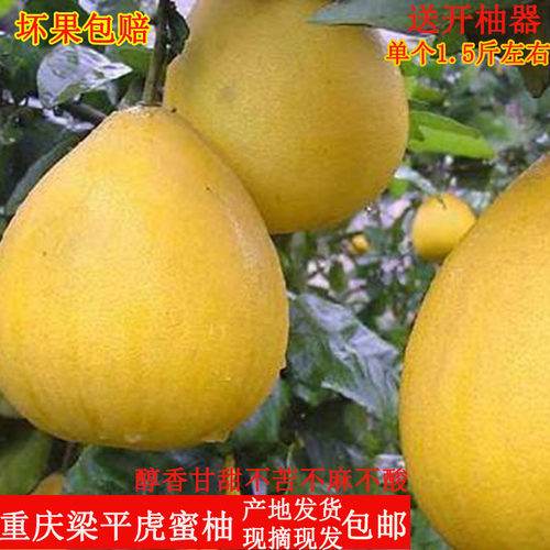 梁平虎蜜柚白心柚皮薄肉多甘甜爽口重庆特产黄皮当季新鲜妊妇水果