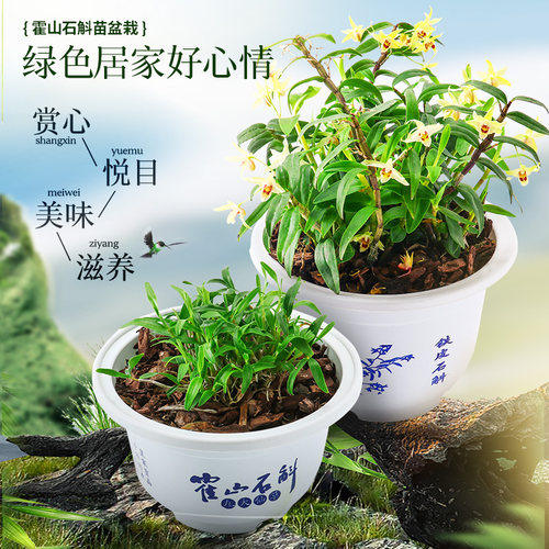 净化空气办公室绿植花卉铁皮石斛