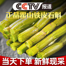 正品霍山铁皮石斛鲜条新鲜枫斗干条干花礼盒装养生茶中药材500g