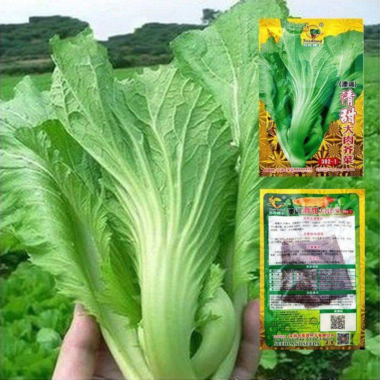 包心芥菜种籽介菜菜种大叶水东芥菜广东酸菜四季夏季秋季蔬菜种子