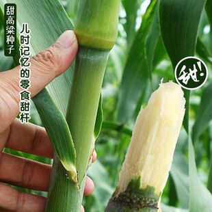 高糖甜杆种子农家老品种高糖绿皮高粱四季小甘蔗种孑脆甜杆种籽