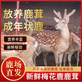 泡酒煲汤专用 新鲜带血 头茬二杠 吉林鹿茸整支 新鲜整根梅花鹿茸