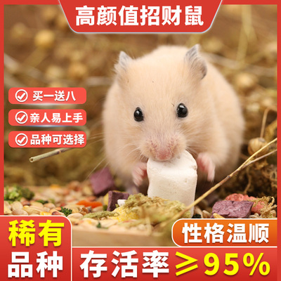 小仓鼠活物家养金丝熊宠物长毛送笼子银狐布丁活体新手小孩可饲养