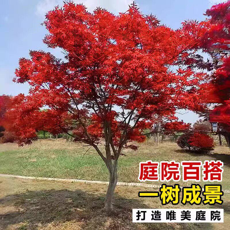 中国红枫树苗阳台庭院四季好养红叶日本三季红舞姬老桩盆景风景树图片