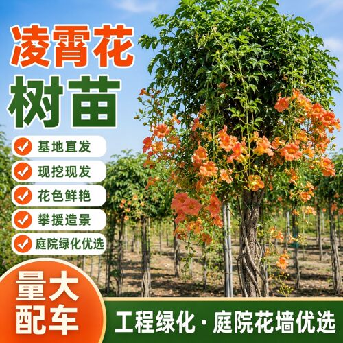 耐寒凌霄花爬藤大苗特大号爬墙老树桩花卉绿植盆栽懒人适合养的花