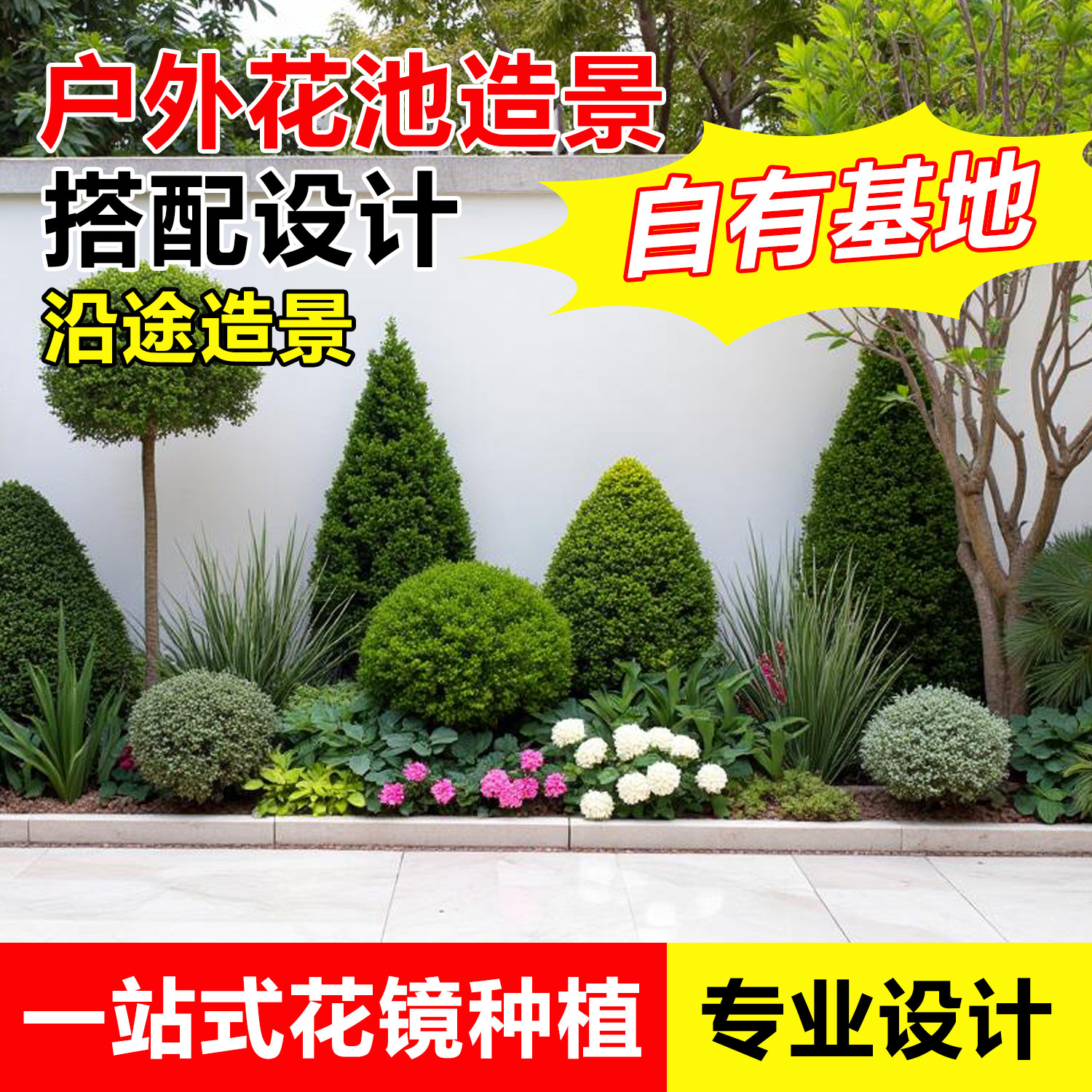 红枫树苗亮晶女贞球棒棒糖花镜图片