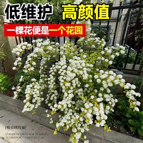 黄金喷泉绣线菊重瓣盆栽花镜植物金叶小手球溲疏雪喷雪花垂吊