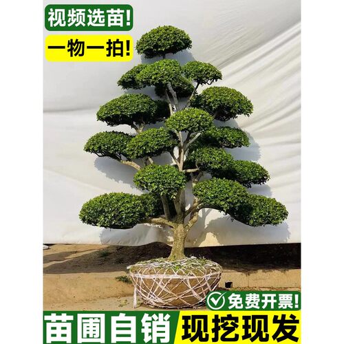 小叶黄杨造型树庭院别墅绿化独杆黄杨雀氏黄杨盆景树四季常青树苗