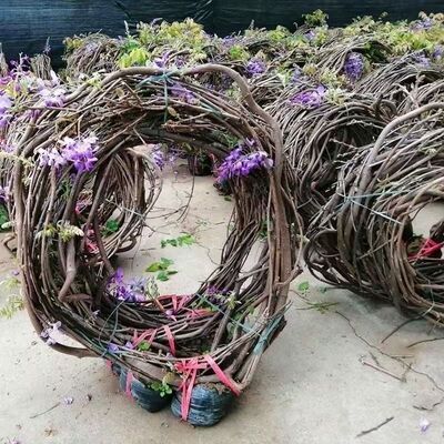 紫藤花苗爬藤植物盆栽四季开花花卉紫滕树苗老桩庭院绿化造景绿植