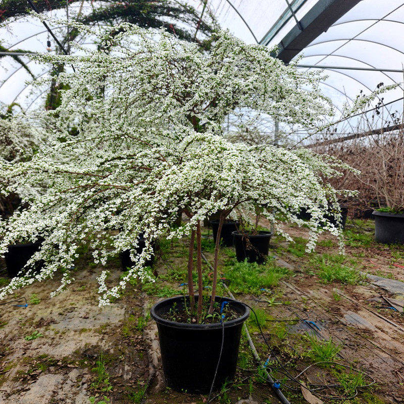 喷雪花盆栽花苗阳台庭院黄金喷泉绣线菊花镜花卉垂吊植物雪柳树苗