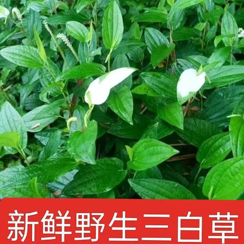 广西野生三白草塘边藕白面姑水边兰白头翁白舌骨过塘藕新鲜现采