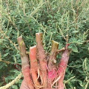 新鲜现挖野苋菜根刺勒苋菜头野簕苋菜根茎母猪菜梗假苋菜梗煲汤