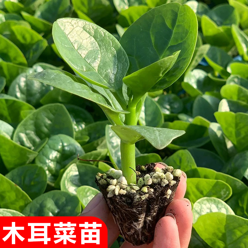 大叶木耳菜苗籽秧子种落葵紫血皮豆腐菜新鲜潺菜家庭爬藤四季盆栽