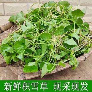 广西新鲜现挖积雪草野菜雷公根崩大碗马蹄草灯盏菜可食用蔬菜包邮