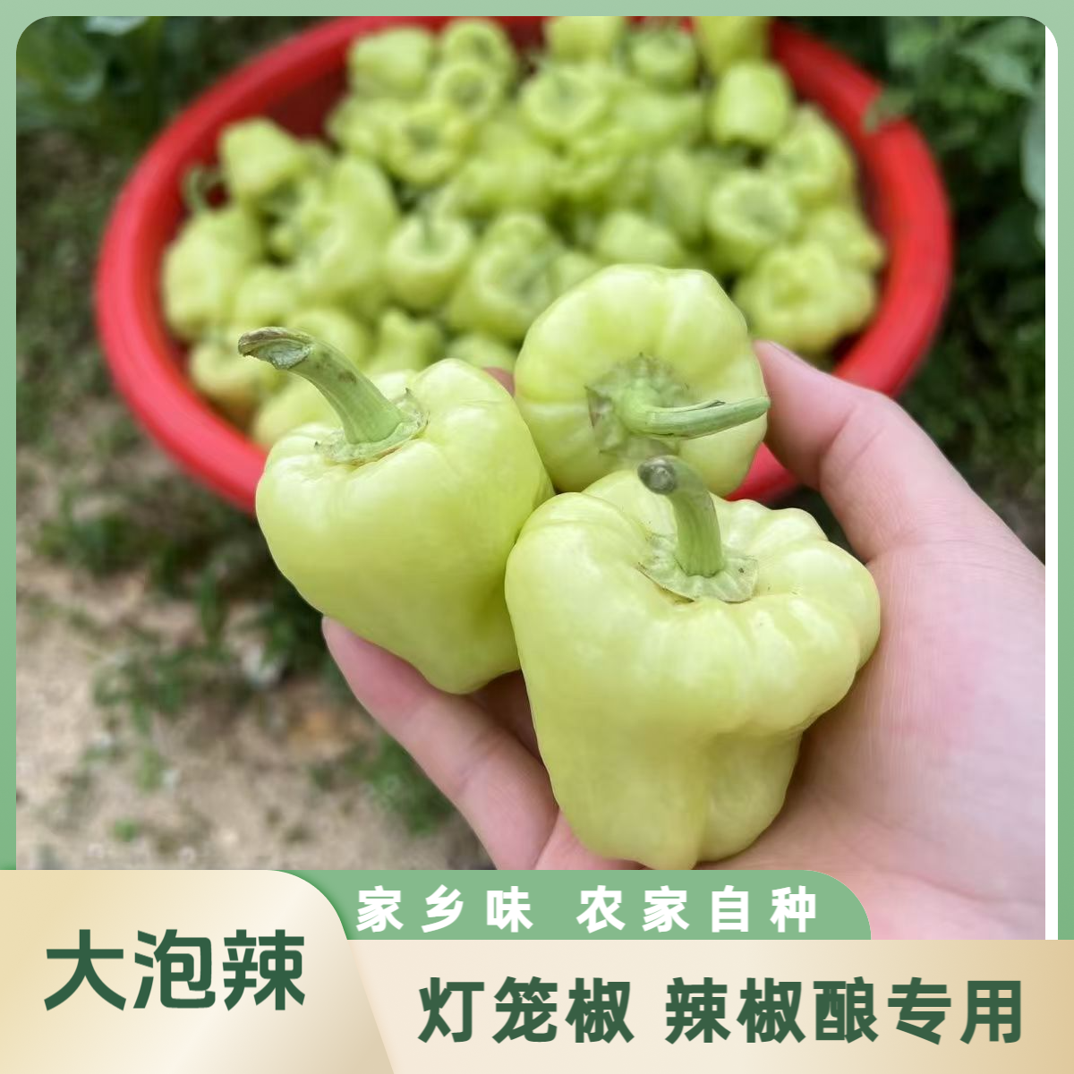 广西桂林特产农家蔬菜新鲜灯笼椒白玉辣椒酿白辣椒灯笼椒1斤包邮