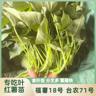 广西红薯苗食叶型红薯食用红薯叶专吃红薯叶台农71福薯18红薯苗