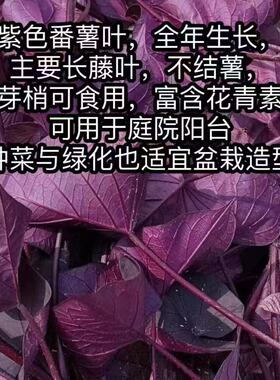 专吃叶子紫色地瓜叶地瓜叶苗食用番薯叶苗四季蔬菜阳台蔬菜红薯叶