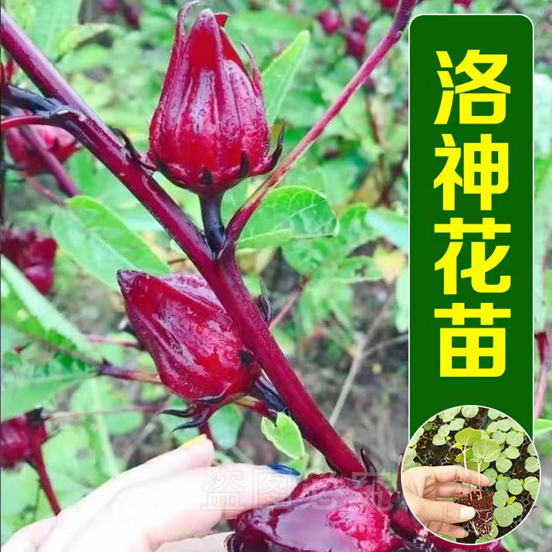 玫瑰茄苗洛神花苗红桃K苗泡茶果玫瑰茄种四季阳台庭院盆栽花卉苗