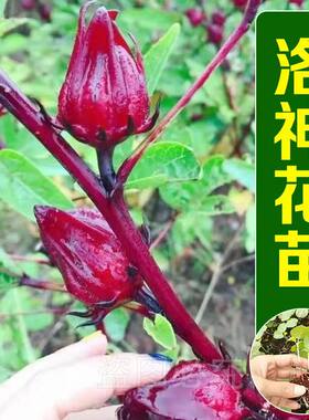 玫瑰茄苗洛神花苗红桃K苗泡茶果玫瑰茄种四季阳台庭院盆栽花卉苗
