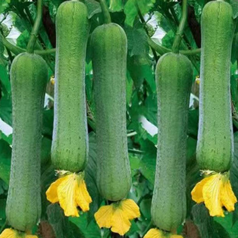 丝瓜苗秧苗长香丝瓜苗种籽子肉丝瓜苗春秋高产抗病庭院四季蔬菜苗