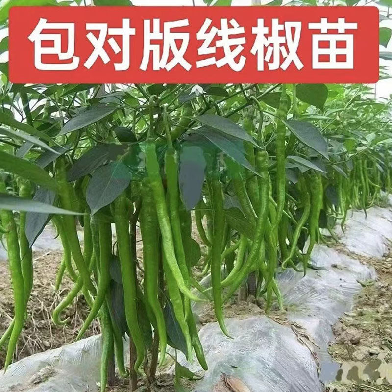 蔬菜苗辣椒苗秧苗番茄苗千禧圣女果苗黄瓜苗阳台盆栽西瓜茄子幼苗