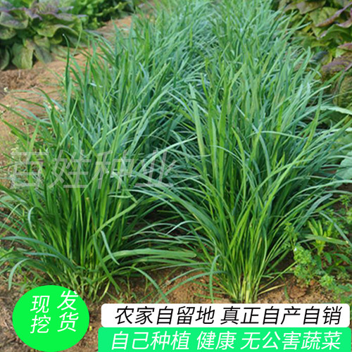 现挖小叶韭菜根红根苗紫根细叶宽叶香韭菜种子阳台盆栽四季籽种孑 - 封面