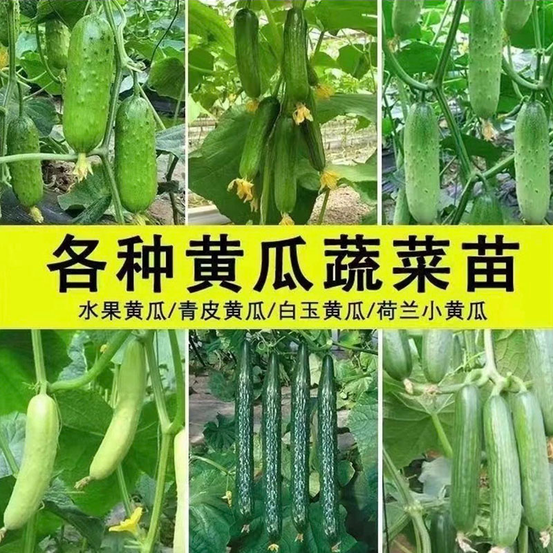 玉女黄瓜苗秧苗水果黄瓜青瓜苗高产密刺青瓜苗四季阳台盆栽蔬菜苗