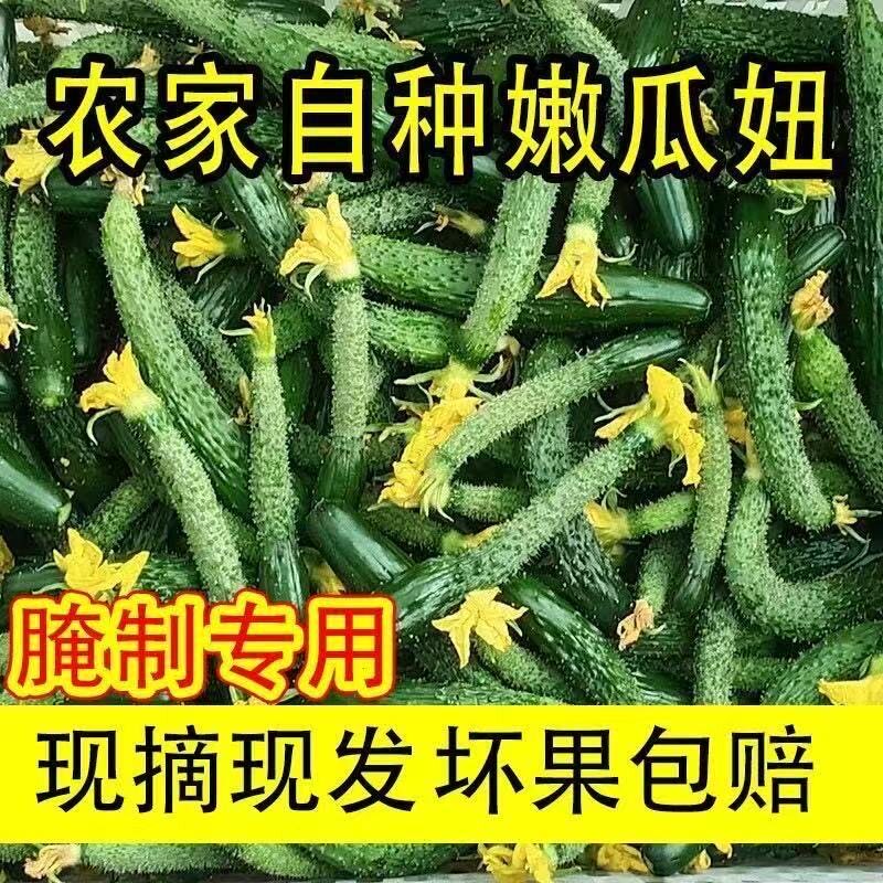 新鲜黄瓜扭拇指粗细腌制用瓜