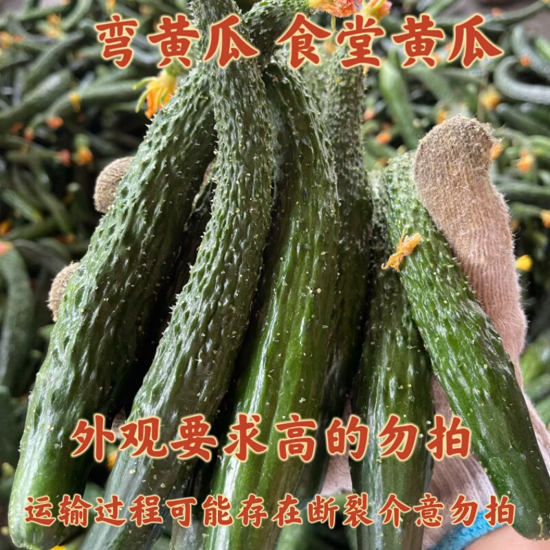新鲜刺黄瓜现摘现发农家自种绿心黄瓜食堂用瓜弯黄瓜
