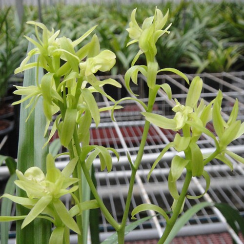 浓香兰花苗建兰翠玉牡丹 奇花室内盆栽绿植天山九仙夏秋带花苞在类目 鲜花速递/花卉仿真/绿植园艺, 花卉/绿植盆栽（新）, 花卉中 - 来自Buy2taobao.com提供专业的淘宝代购服务