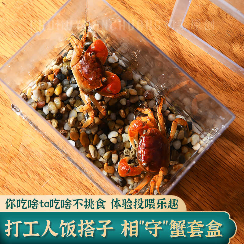相手蟹观赏蟹活体螃蟹生态缸