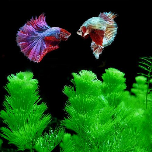 水草植物真草活体鱼缸造景 生态瓶水草绿菊 中柳 淡水懒人水草