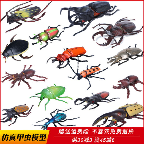 锹甲形虫独角仙儿童认知动物模型