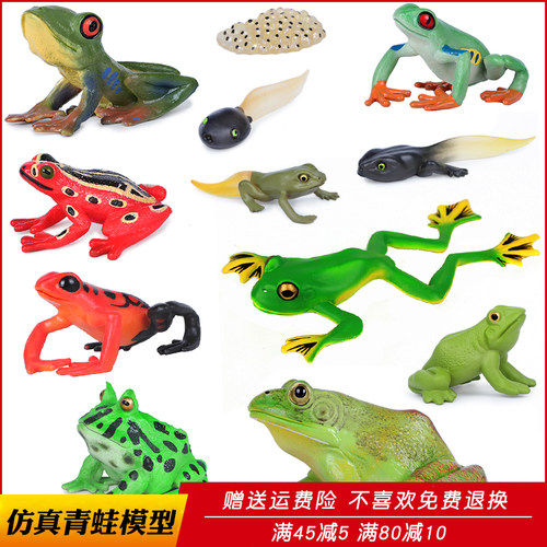 牛蛙田鸡蛤蟆科教道具动物模型