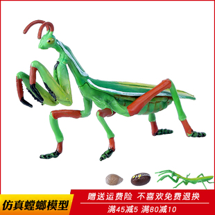 仿真螳螂模型薄翅螳螂玩具枯叶螳螂中华大刀螳螂儿童科教认知礼物