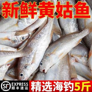 新鲜海捕黄姑鱼鲜活水产海钓冷冻海鲜大海鱼深海鱼整箱批发包邮