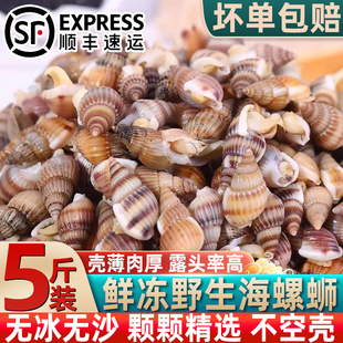 海锥海瓜子海螺丝海丁鲜活冷冻当季新货新鲜海螺蛳批发商用顺丰