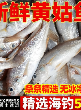深海海捕黄姑鱼鲜冻整箱包邮
