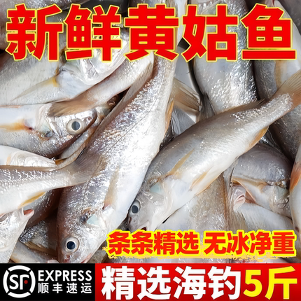 新鲜海捕黄姑鱼鲜活水产海钓冷冻海鲜大海鱼深海鱼整箱批发包邮